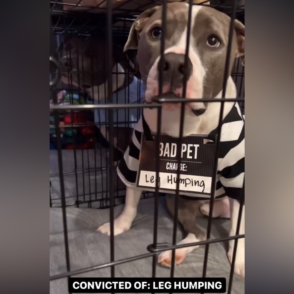 Dog prisoner costume (lrg)